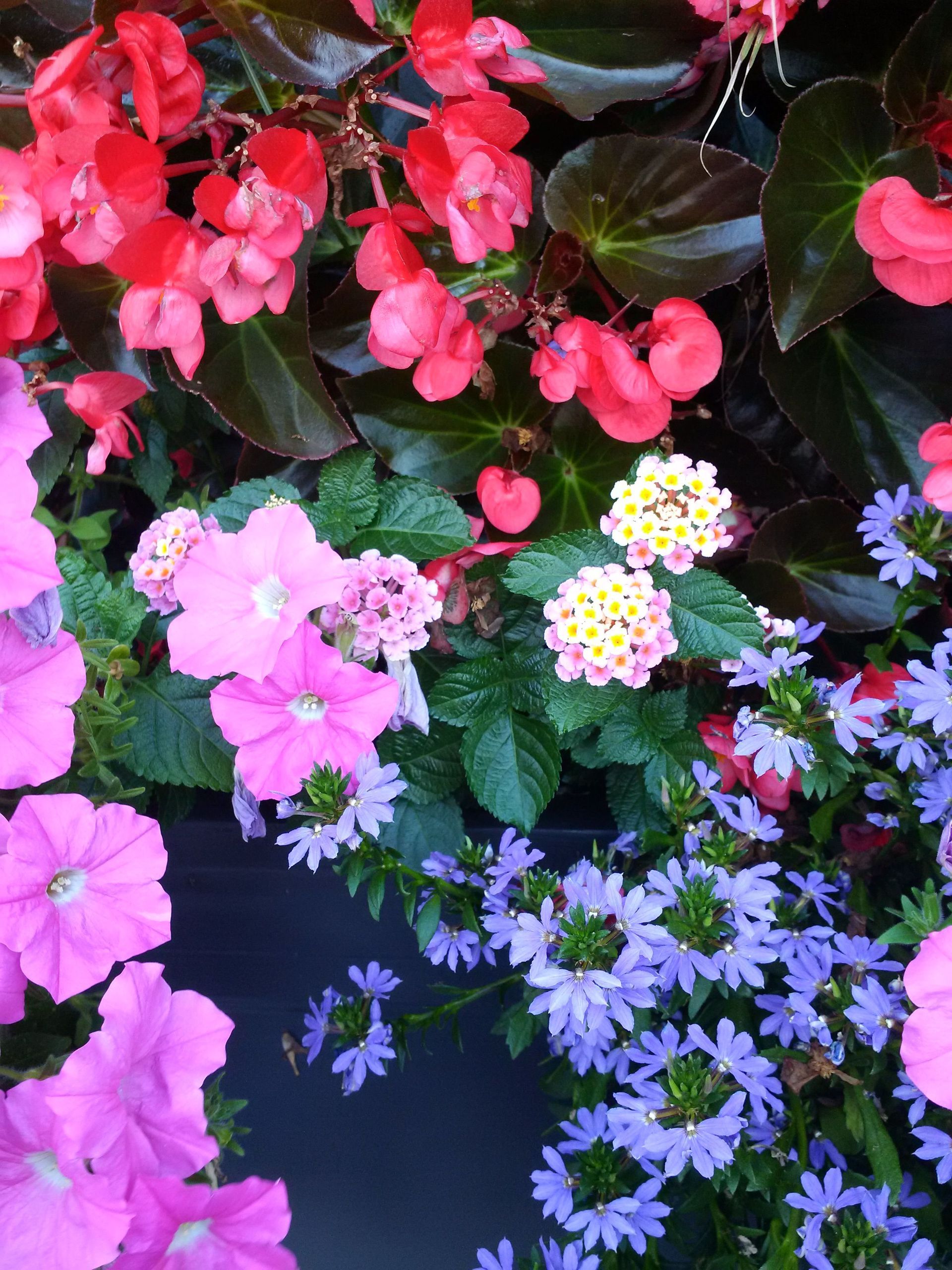 A bunch of pink and purple flowers with green leaves