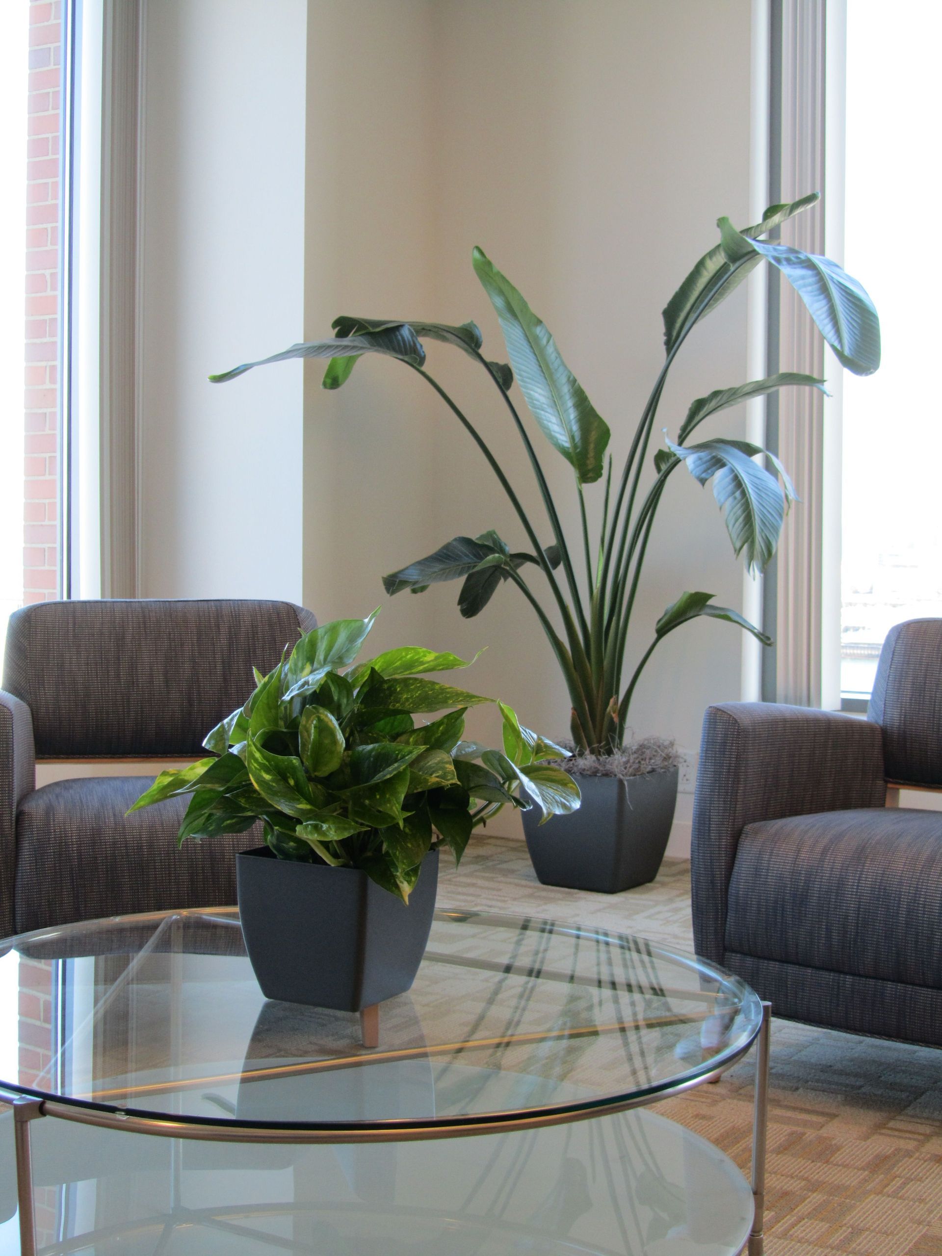 A glass coffee table with two potted plants on it