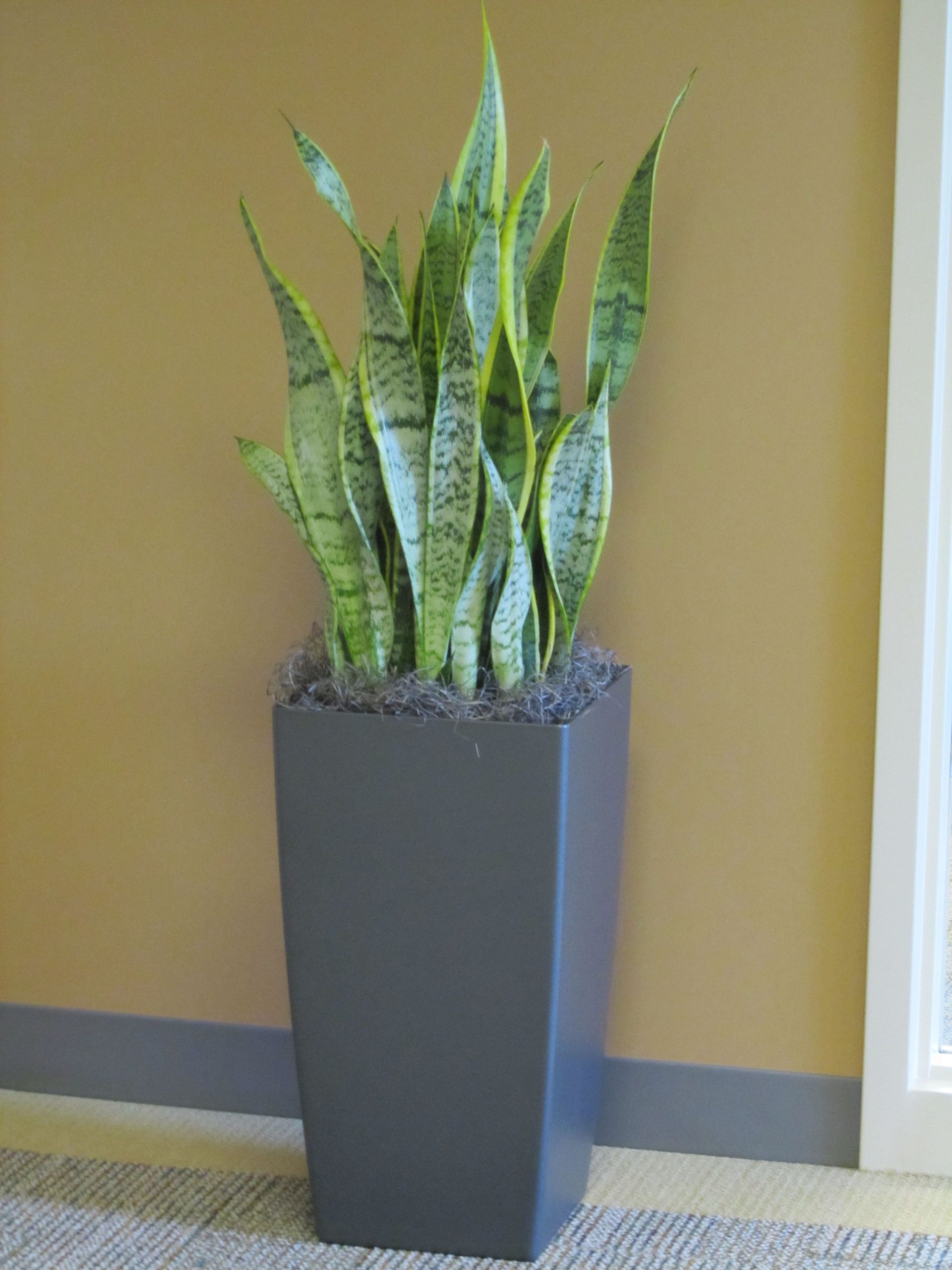 A large potted plant is sitting in a room next to a window.