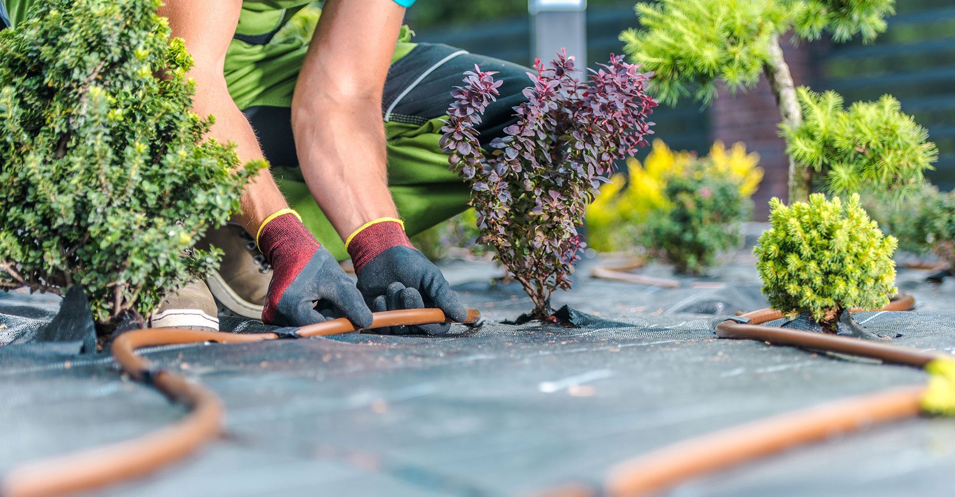 A person is working in a garden with a hose.