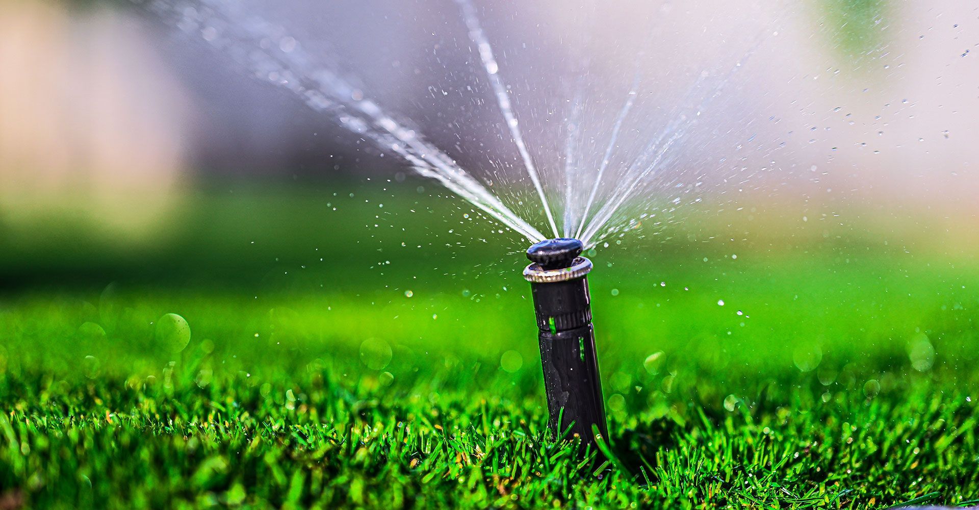 A sprinkler is spraying water on a lush green lawn.