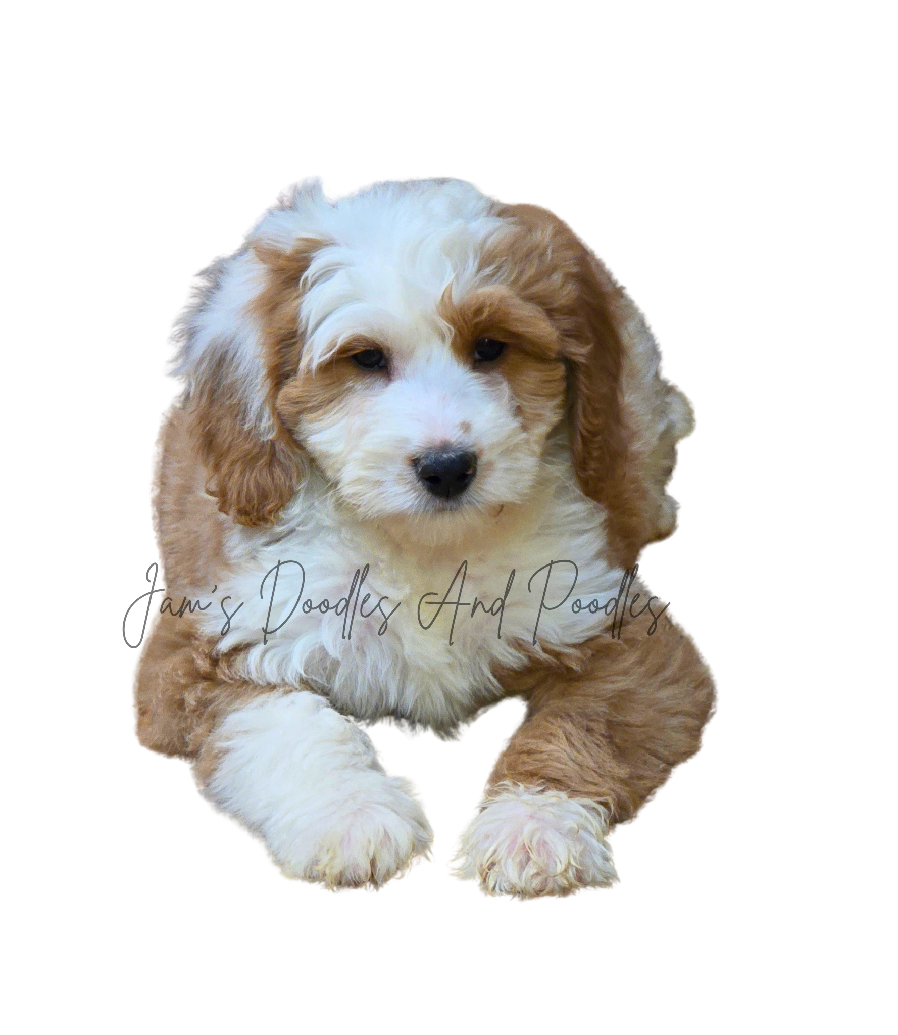 A fluffy puppy with white and brown fur, laying down and looking forward.
