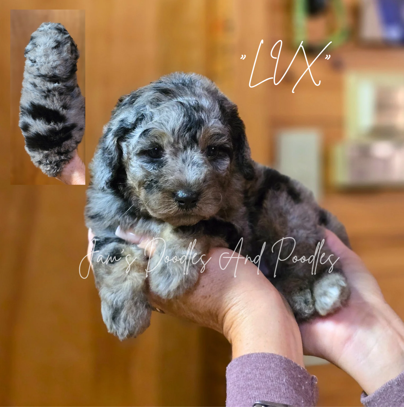 Merle-patterned puppy, 