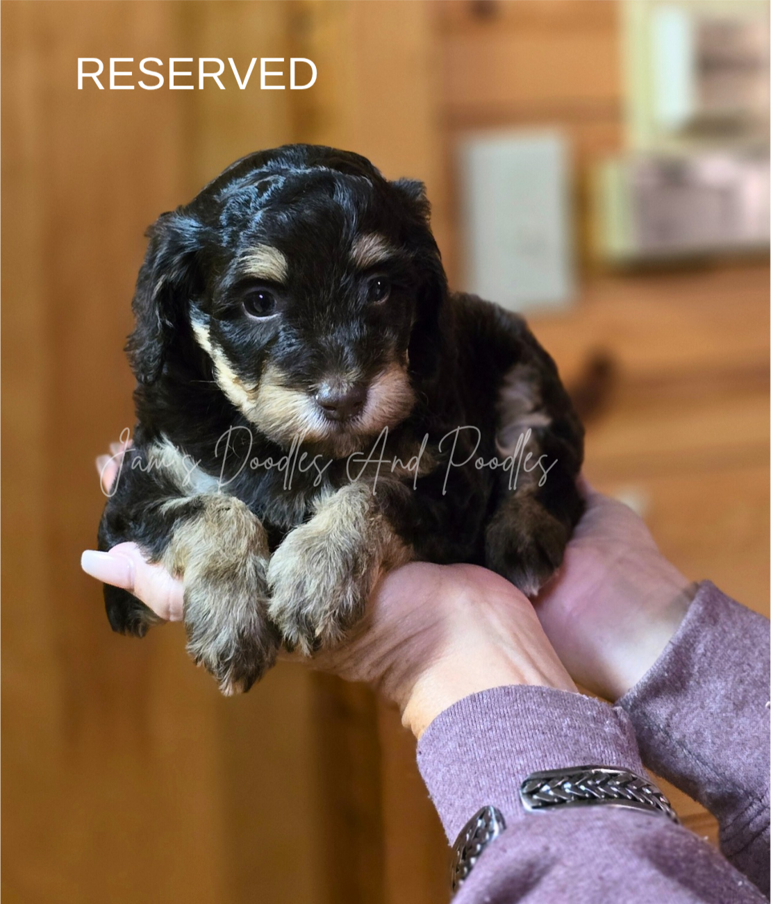 Black and tan puppy being held in hands, with 