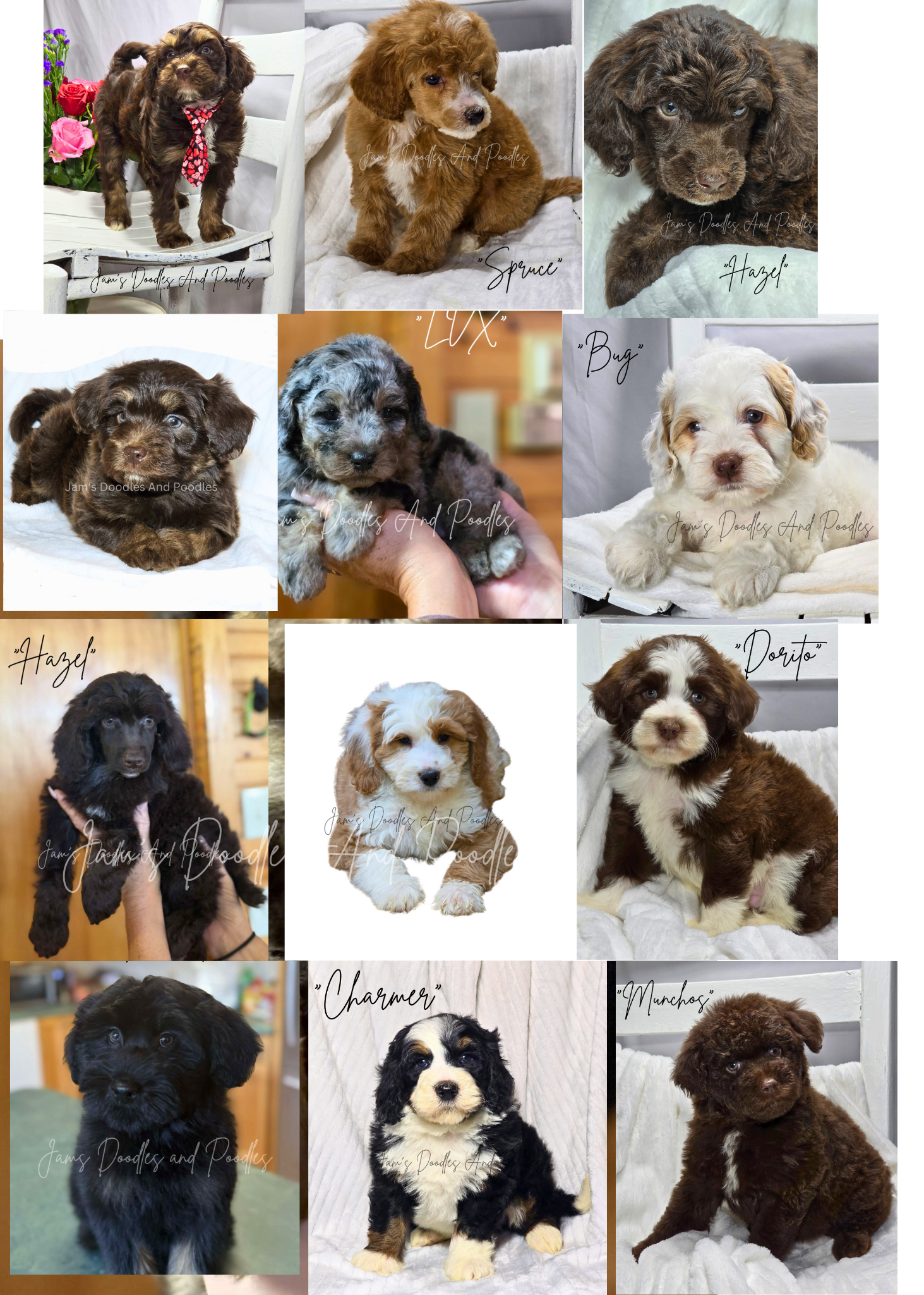 Collage of twelve poodle puppies with various coat colors: brown, black, and white.