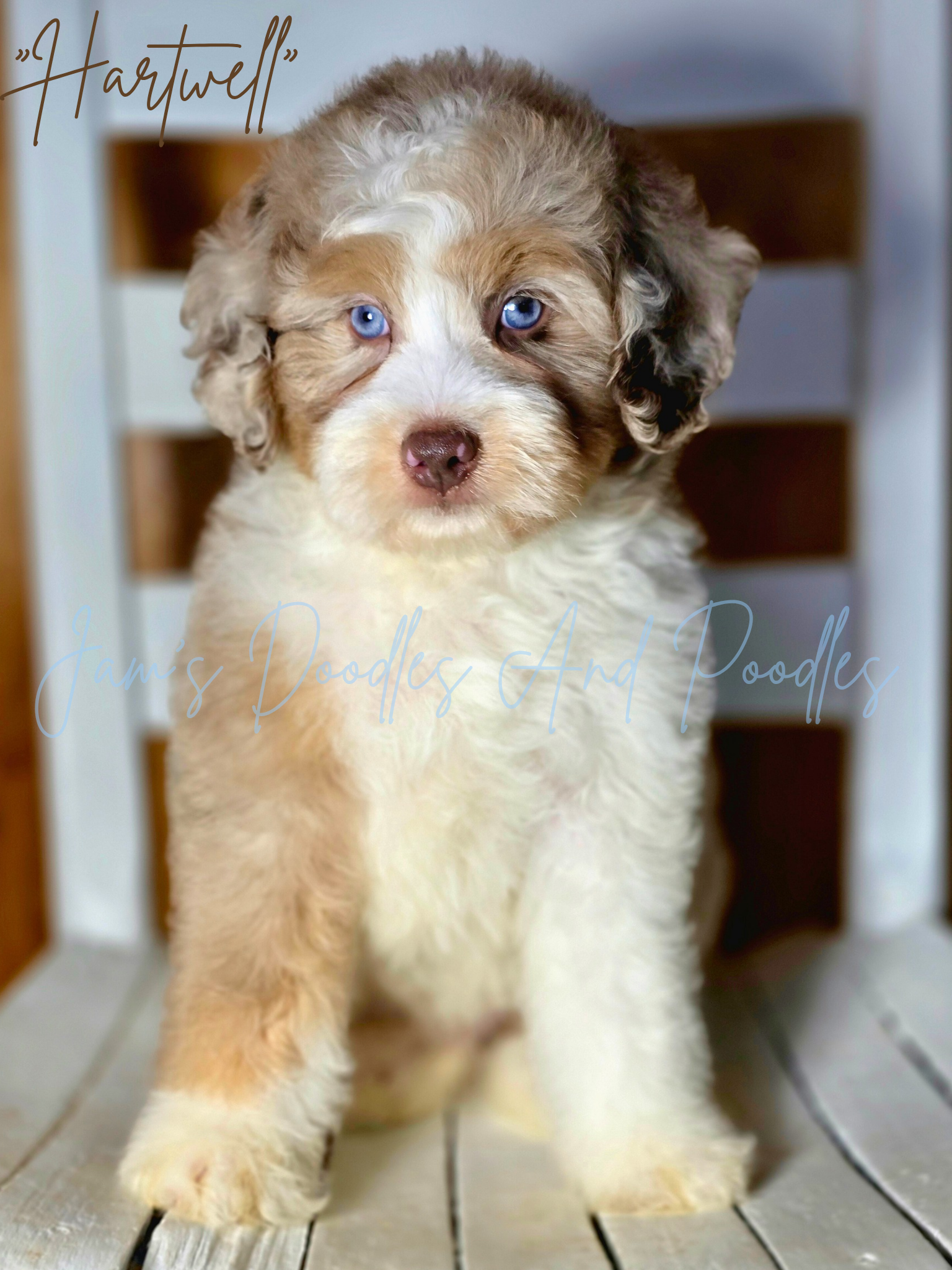 Fluffy puppy with blue eyes, sitting on a white chair. It has white, brown and tan fur.