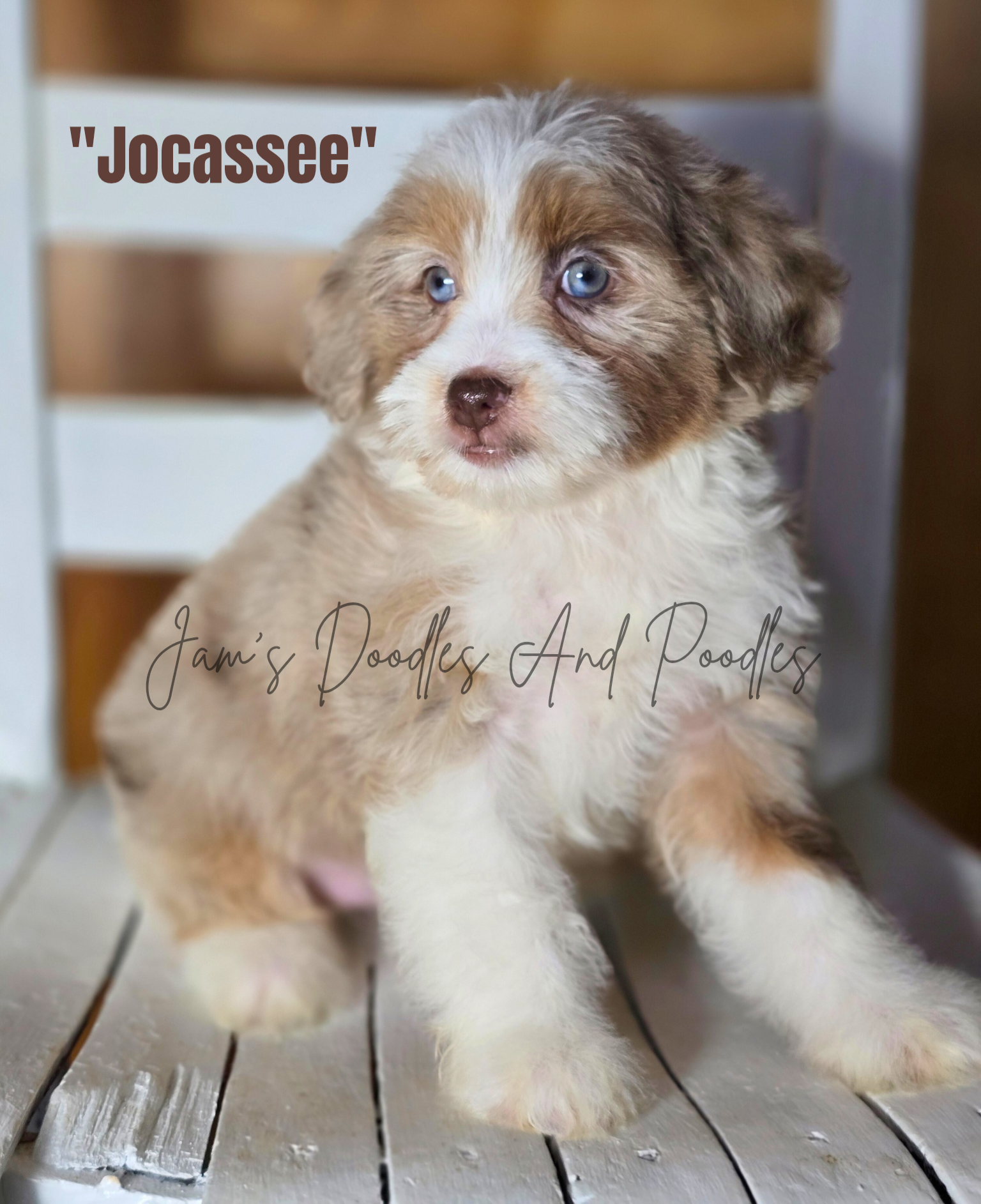 Puppy with blue eyes, tan and white fur, sitting on a wooden chair; text 