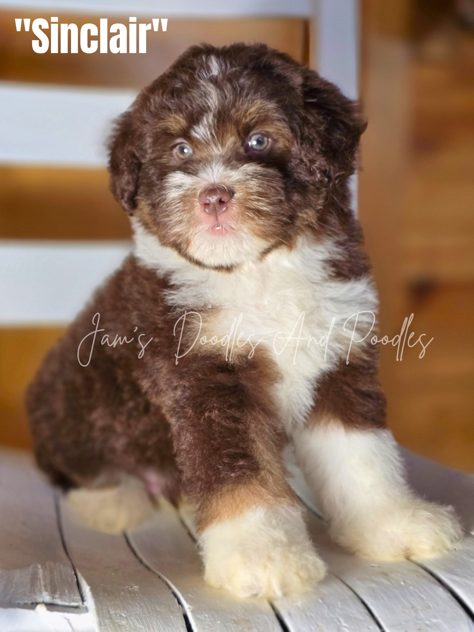 Brown and white fluffy puppy named Sinclair, with light eyes, sitting on a white wooden chair.