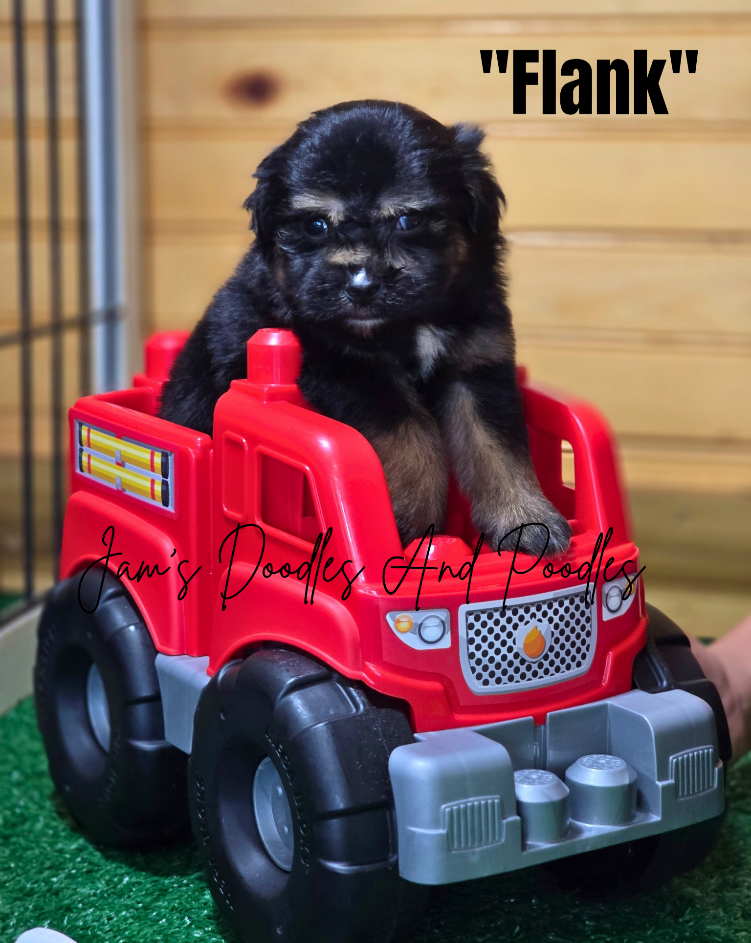 Black and tan puppy sits in a red toy truck.