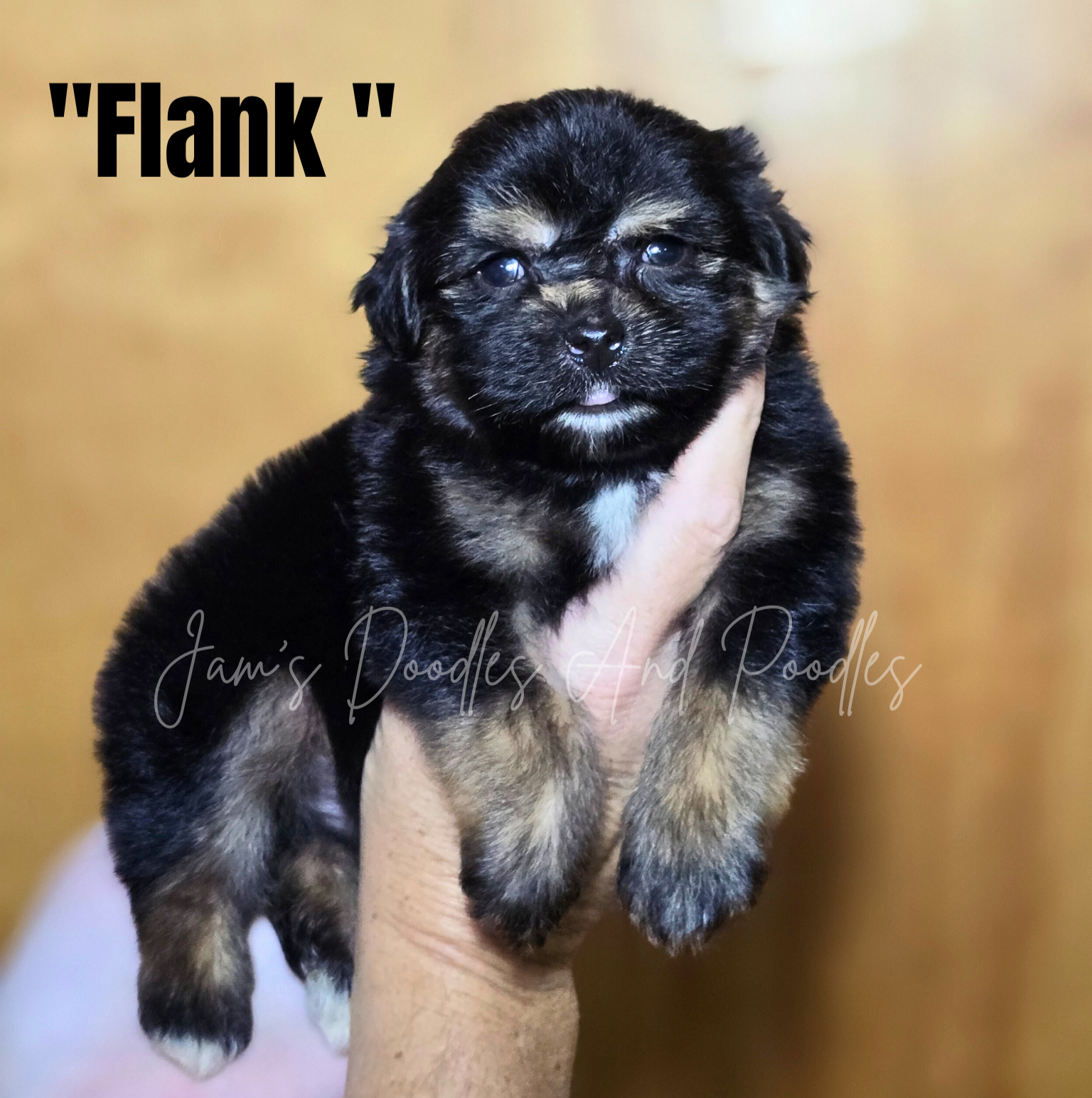 Black and tan puppy named 
