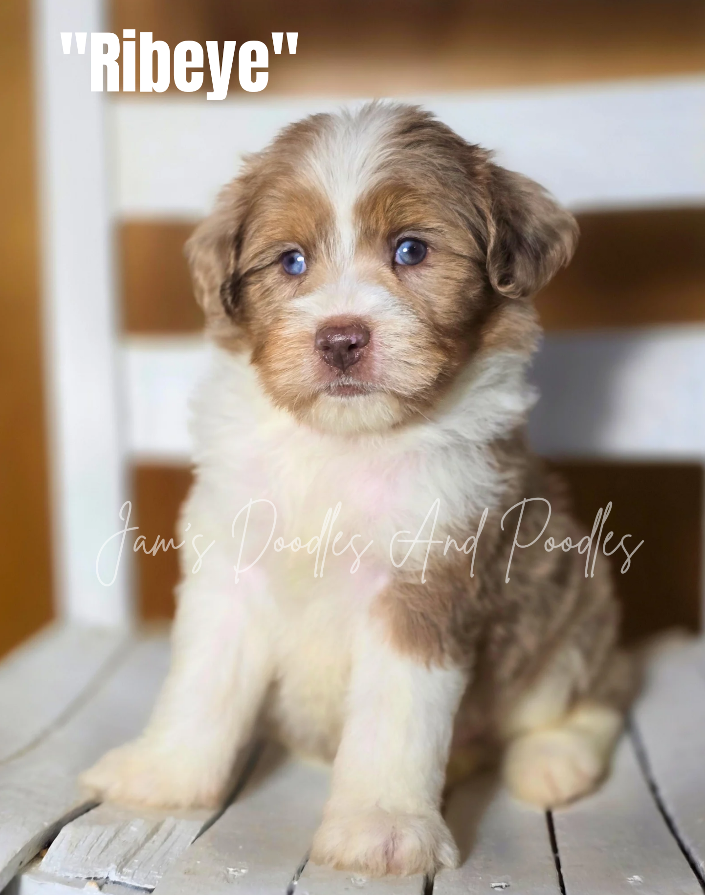 Puppy named 