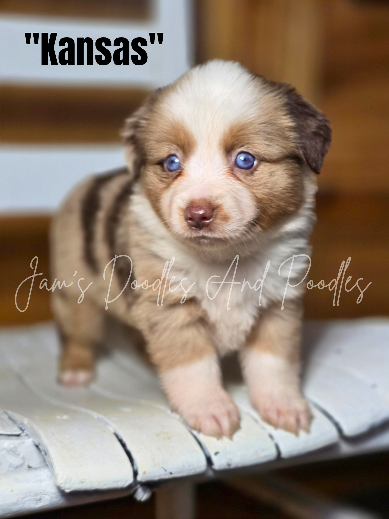 Puppy named 