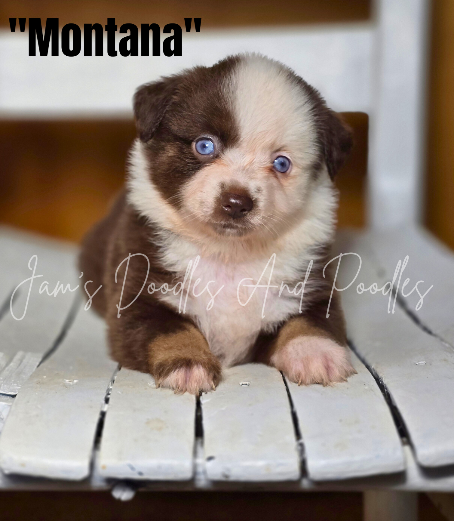 Brown and white puppy named 