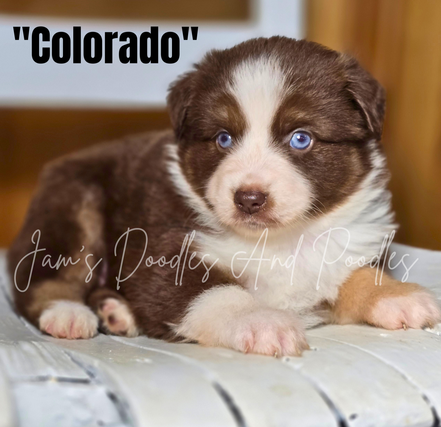 Brown and white puppy with blue eyes, named 