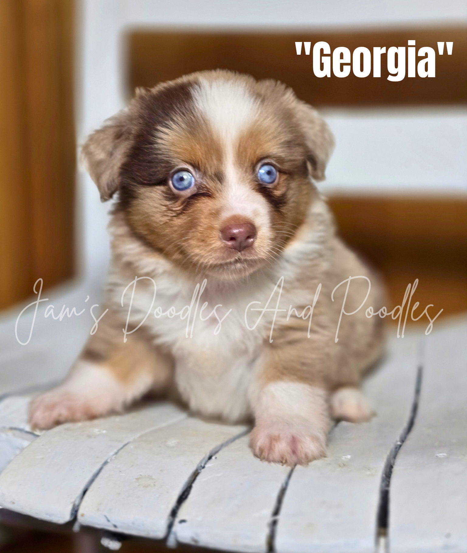A small puppy with blue eyes and tan fur named Georgia sits on a white chair, looking at the viewer.