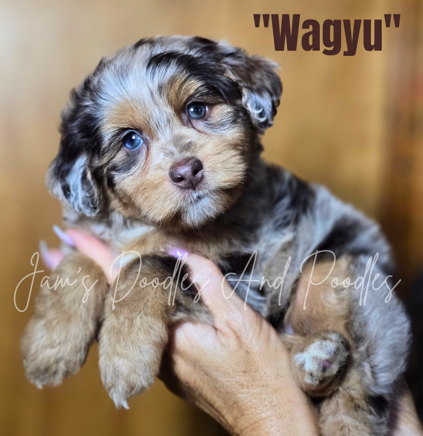 Merle-colored puppy named "Wagyu" with blue eyes, held in someone's hands.