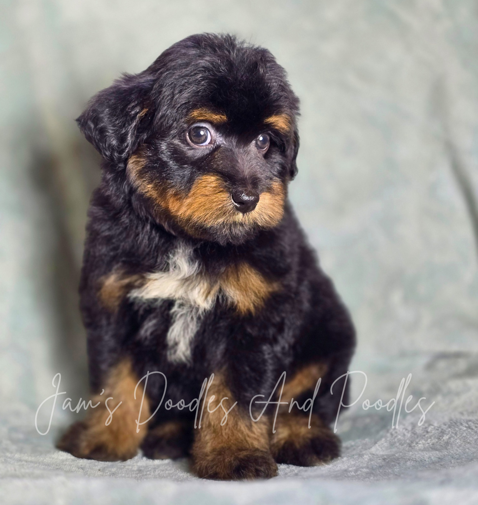 Black and tan puppy with floppy ears and a white chest, sitting on a light blue surface.