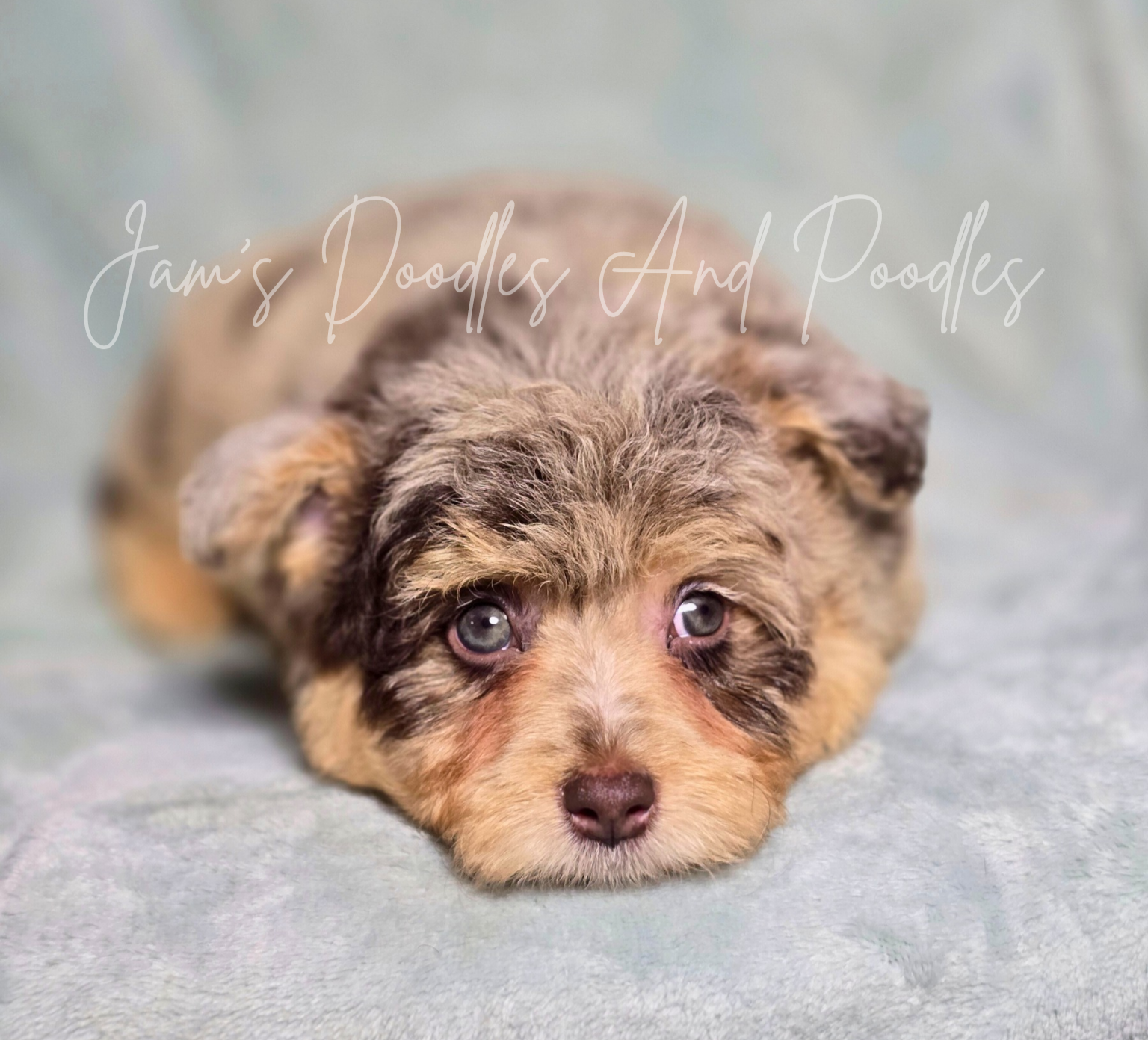 Small puppy with blue eyes, brown and tan fur, lying down on a blue surface.