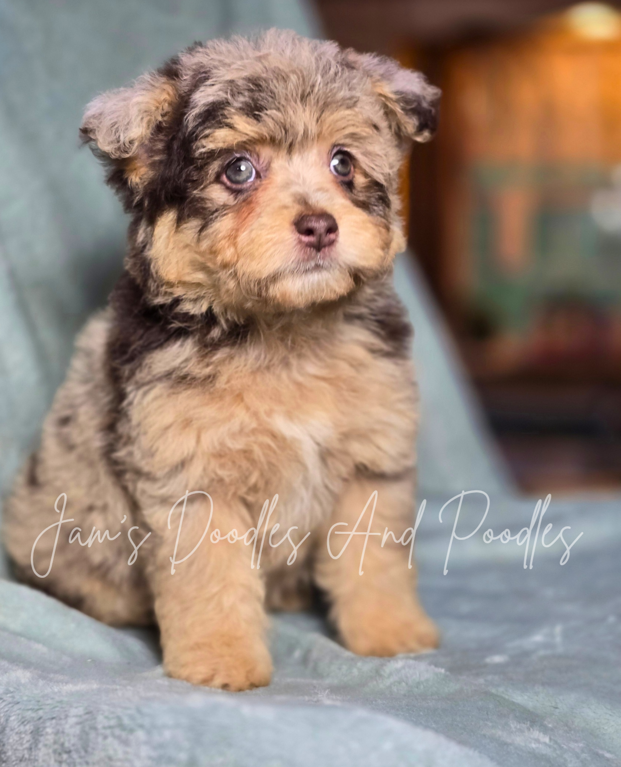 A small, fluffy puppy with brown, tan, and gray fur sits on a blue blanket. It has a sad expression.