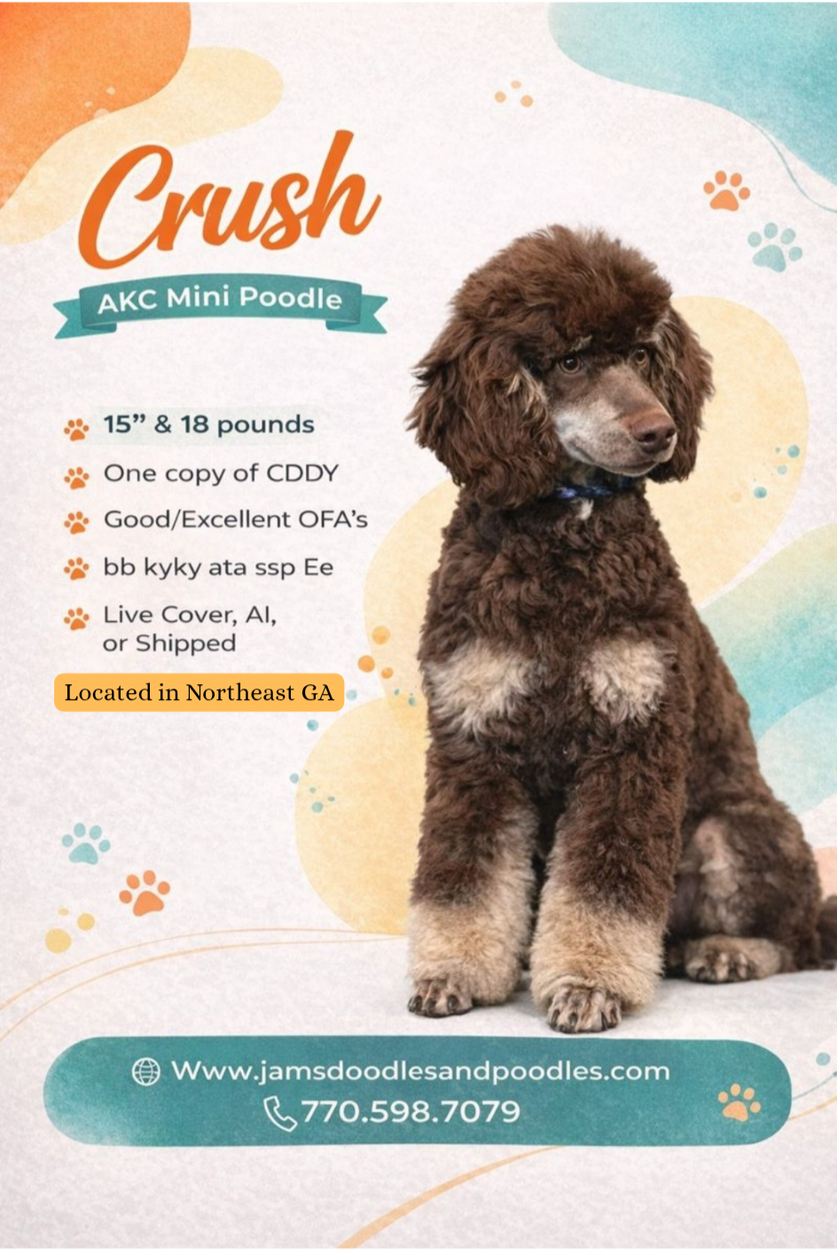 Brown and tan Mini Poodle puppy standing in grass.