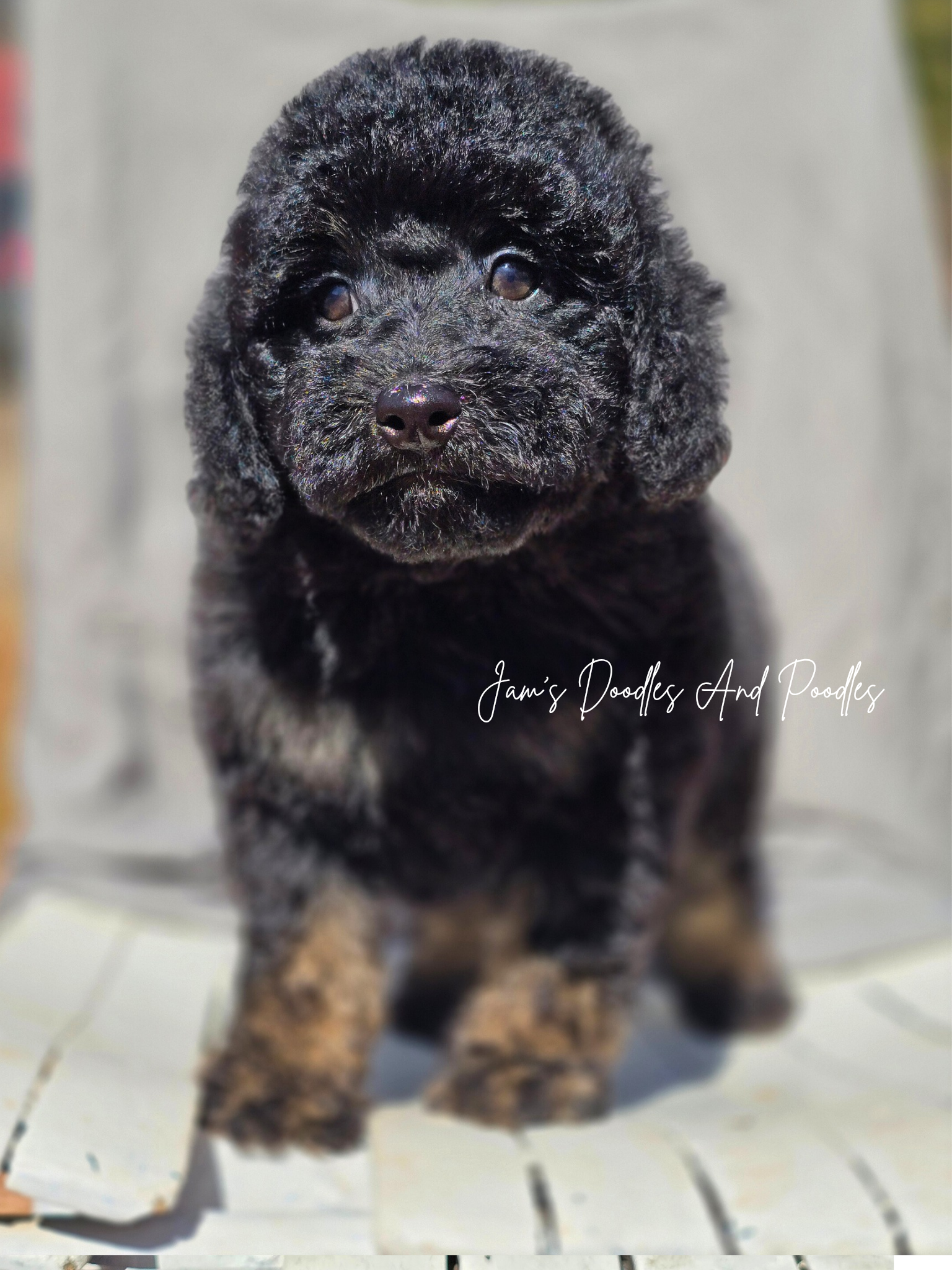 Mini Aussiedoodles