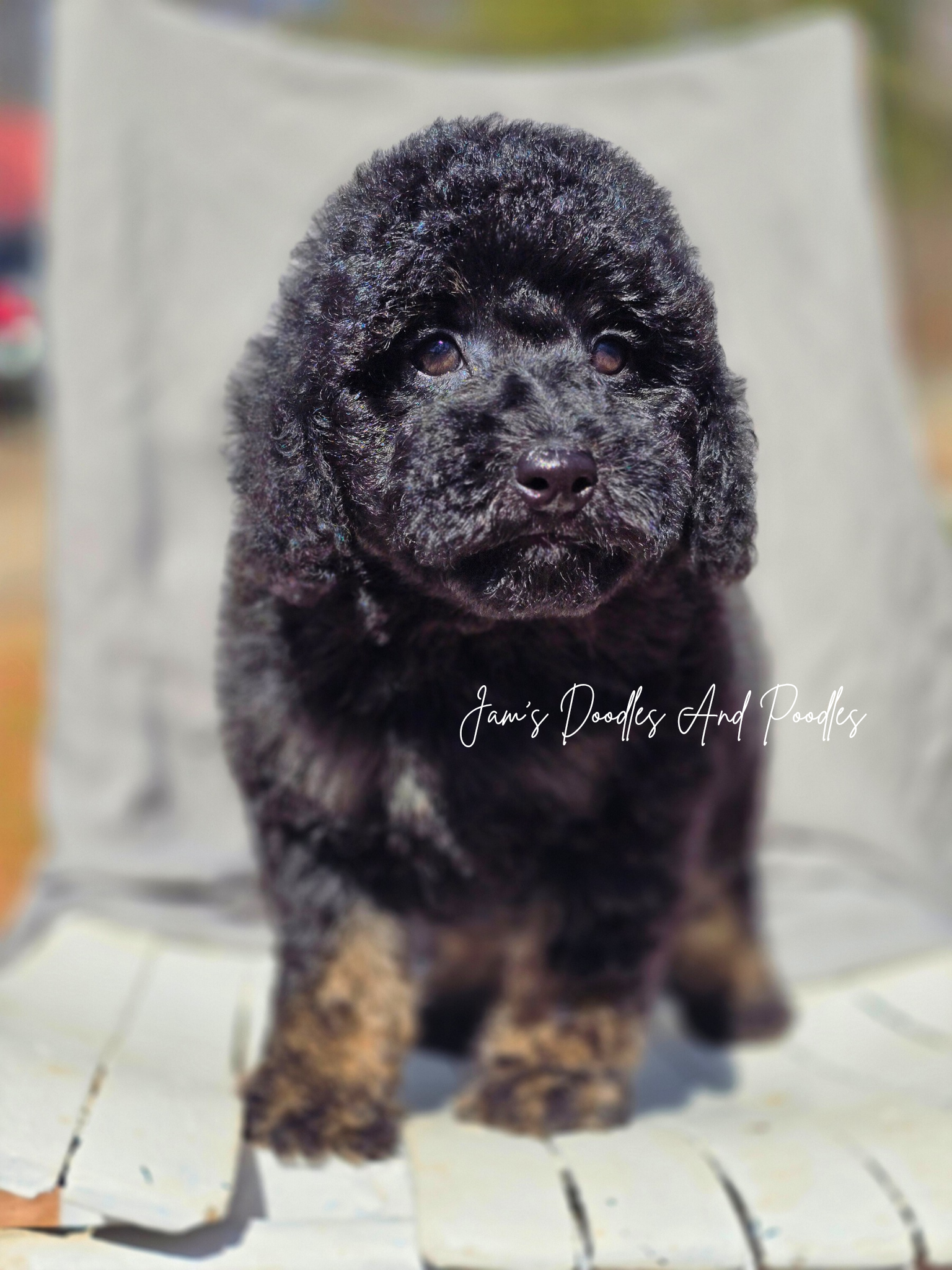 Mini Aussiedoodles