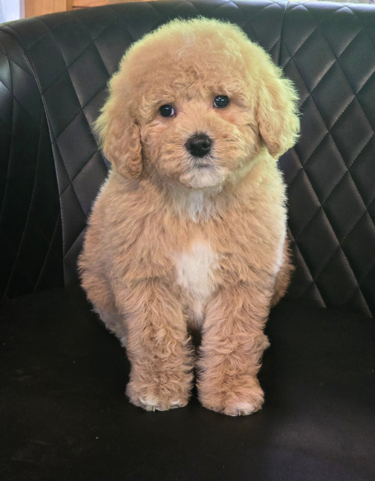 Bernedoodles