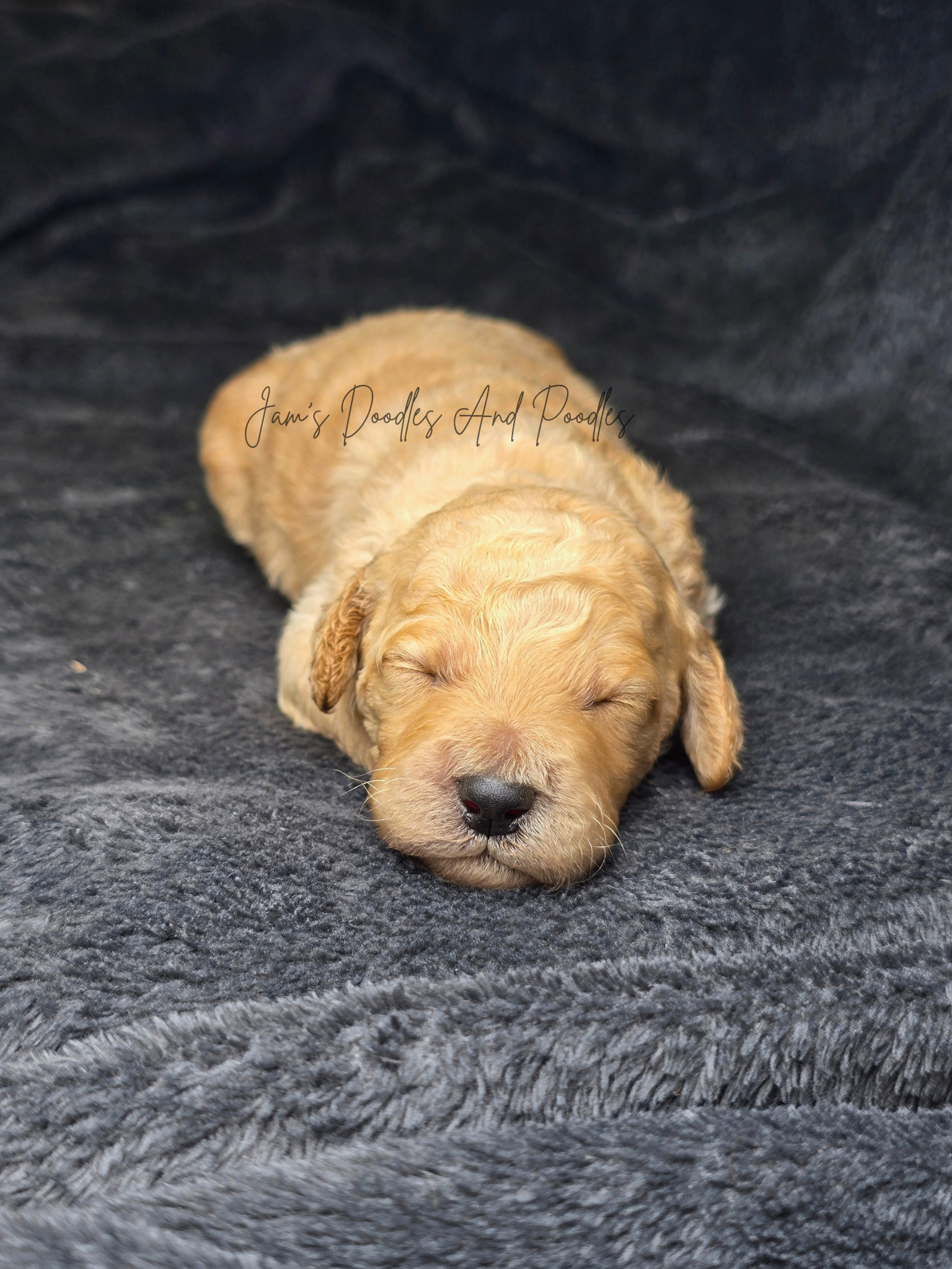 Moyan Poodles - AKC
