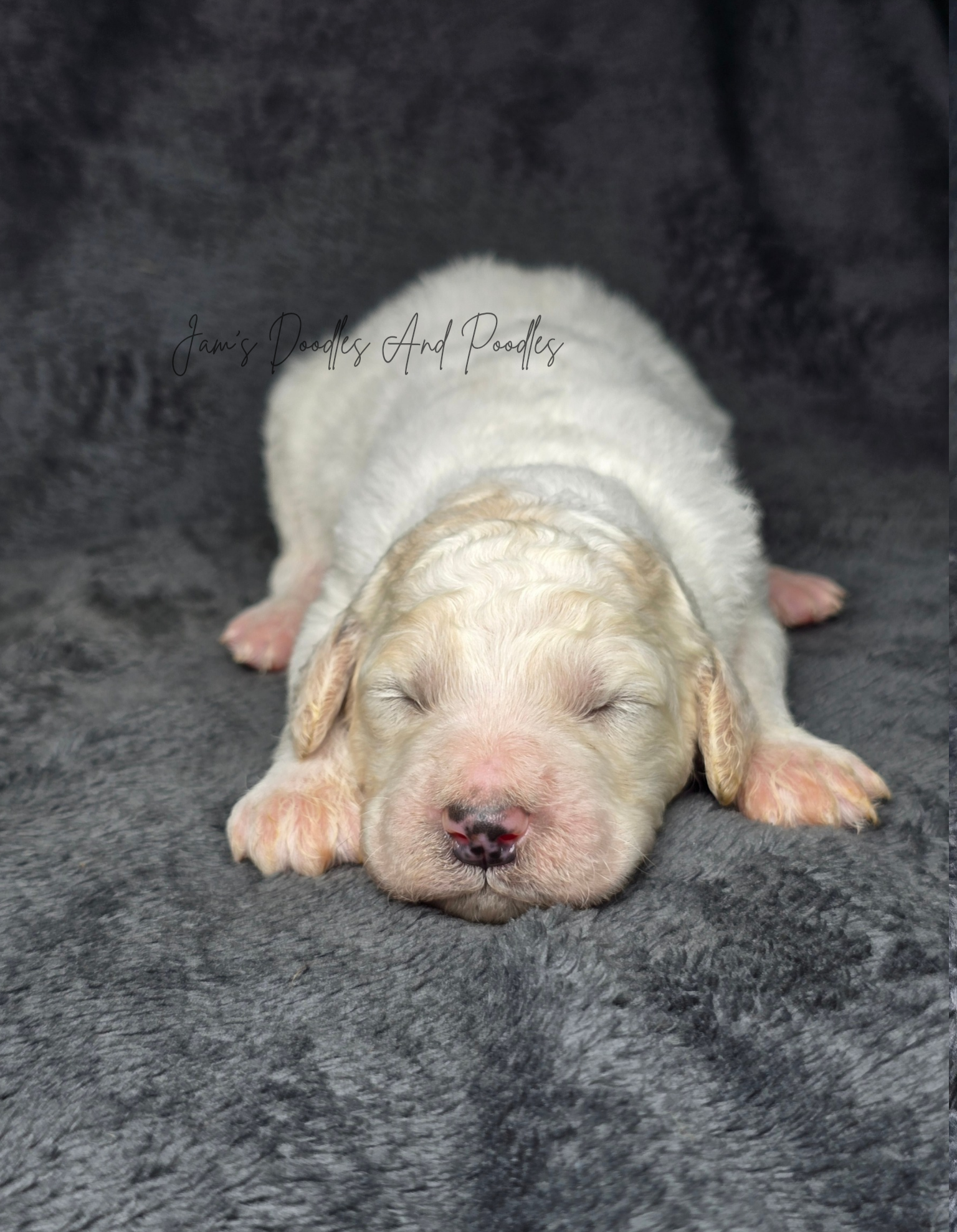 Moyan Poodles - AKC