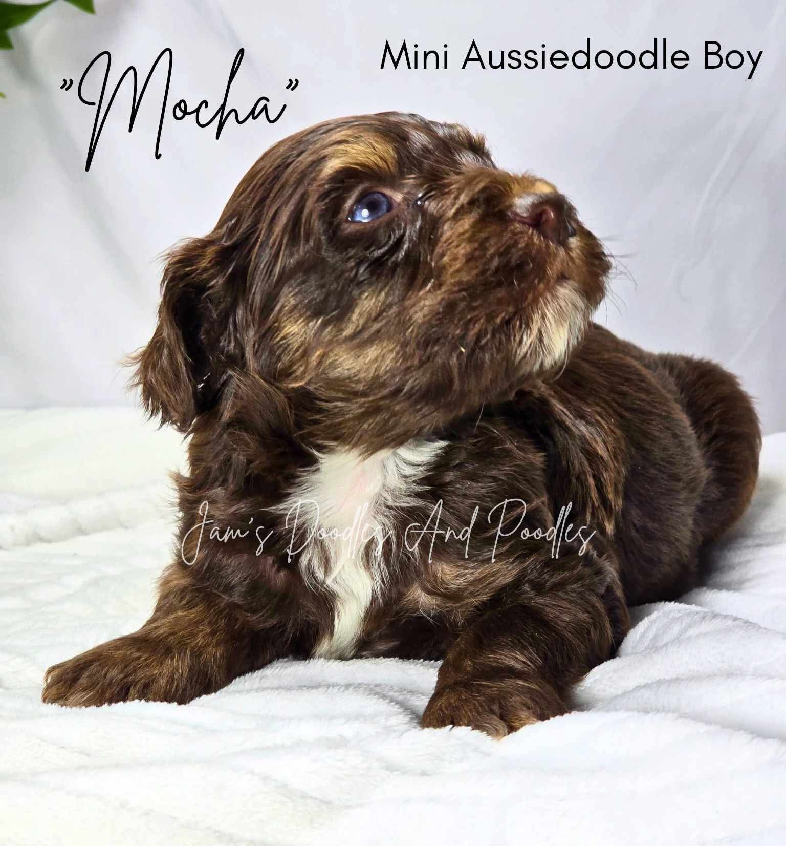 Brown and white Mini Aussiedoodle puppy named Mocha, looking up.