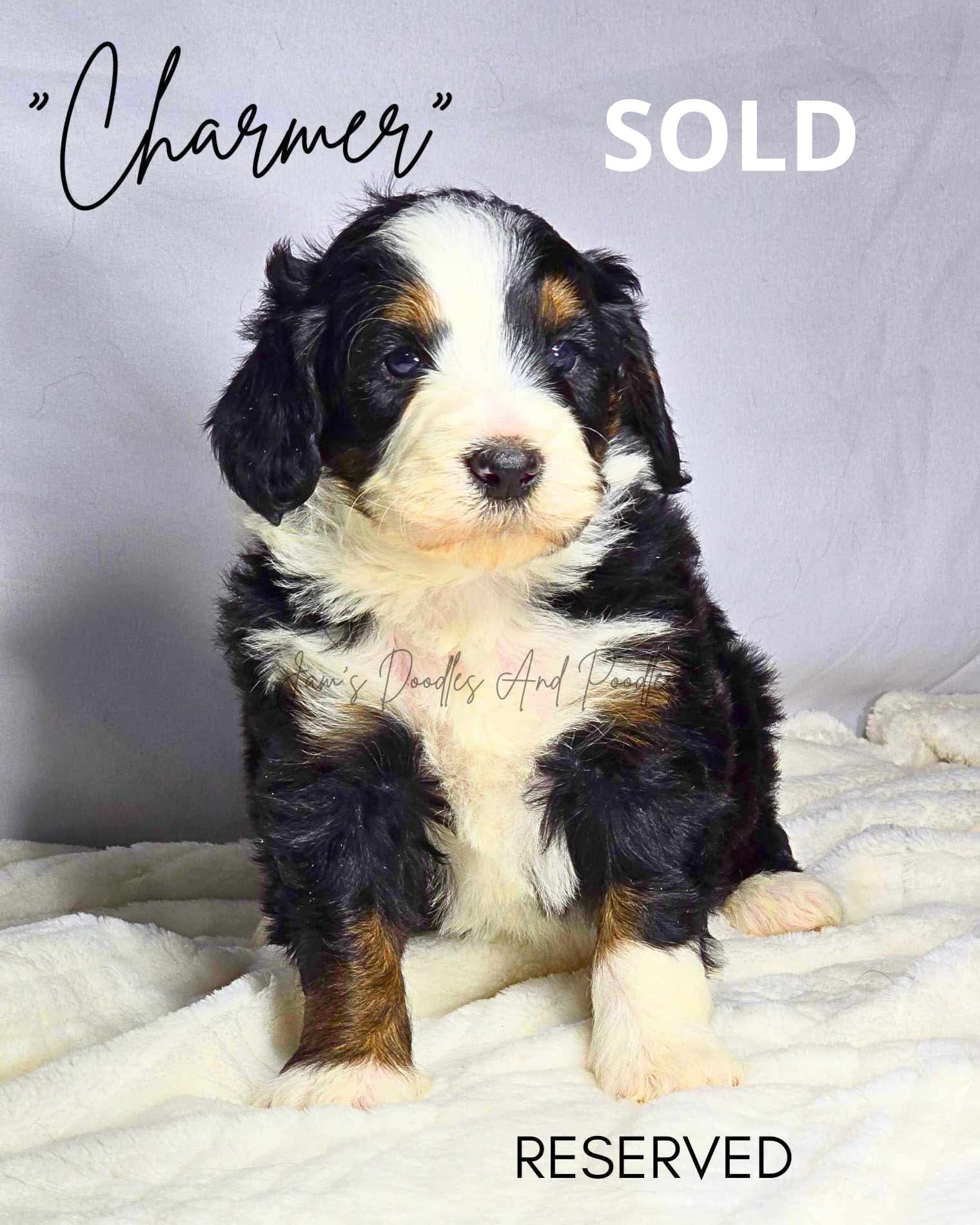 Puppy named 