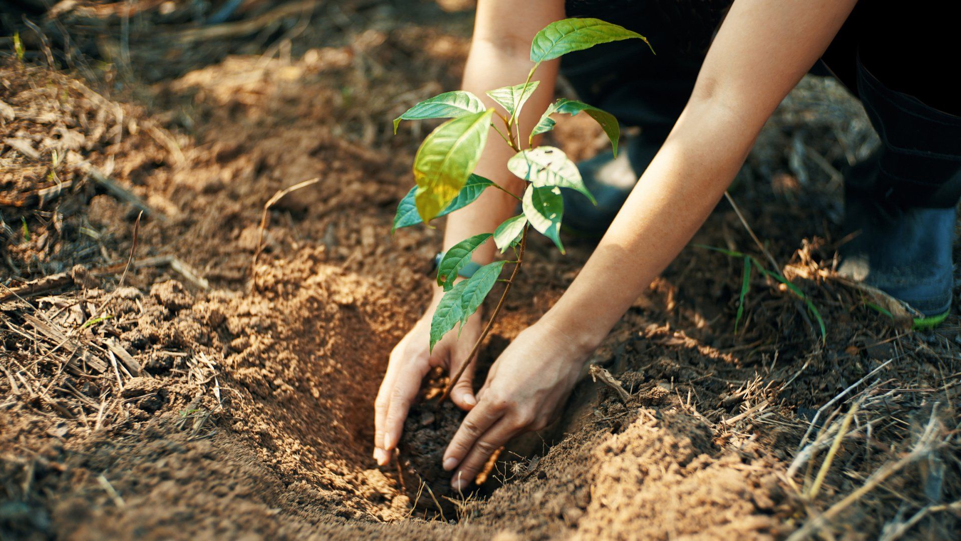 Woman Grows The Plant In The Soil - Canton, OH - Warstler Bros Landscaping