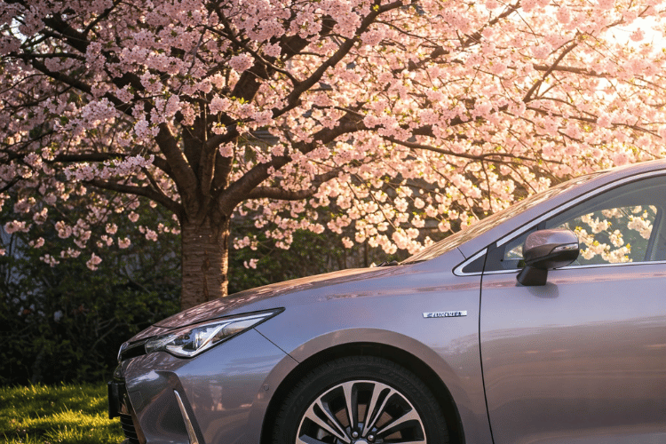 Silver car parked under blooming pink cherry blossoms
