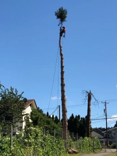 A tall stripped tree trunk with a leafy top stands in a yard under a blue sky, with ropes and nearby houses.