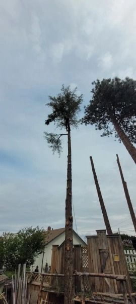 Tall tree beside a wooden house, with several cut trunks and a cloudy sky in the background.