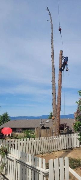 Tall tree trunk with a worker climbing it near a white fence in a residential yard