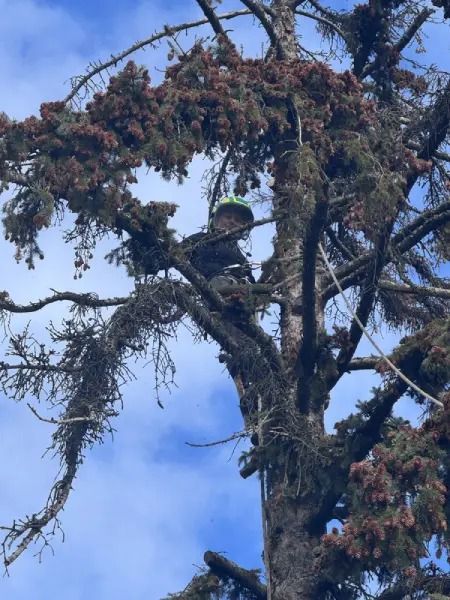Person in a green jacket sitting high in a tree against a blue sky.