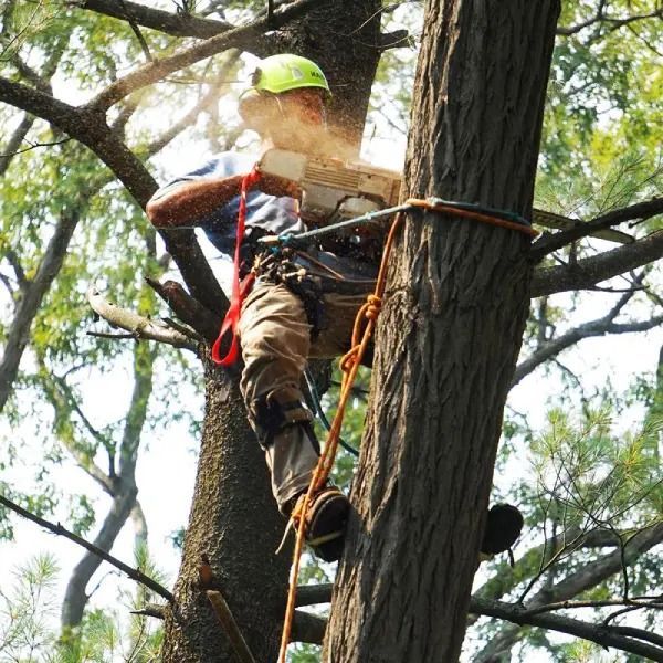 Tree climber in a neon helmet and safety harness working among branches with ropes.
