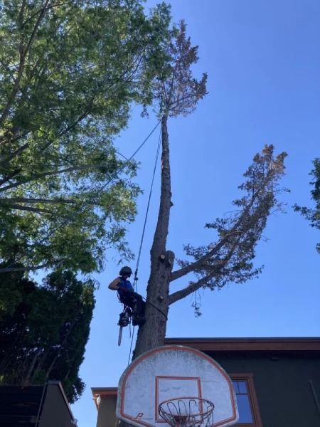 Tree trimmer on a tall tree beside a basketball hoop under a blue sky