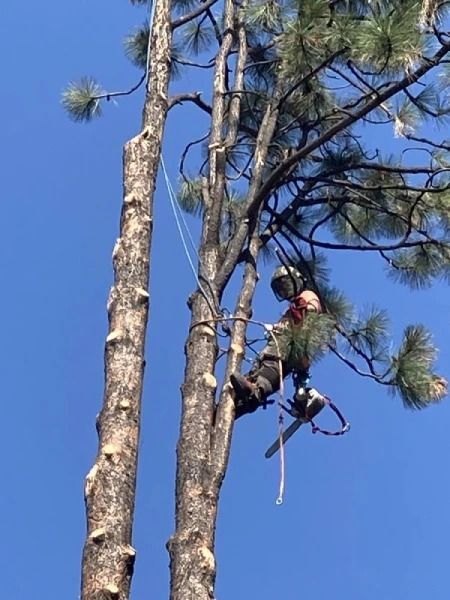 Tree worker climbing a pine tree with ropes against a clear blue sky