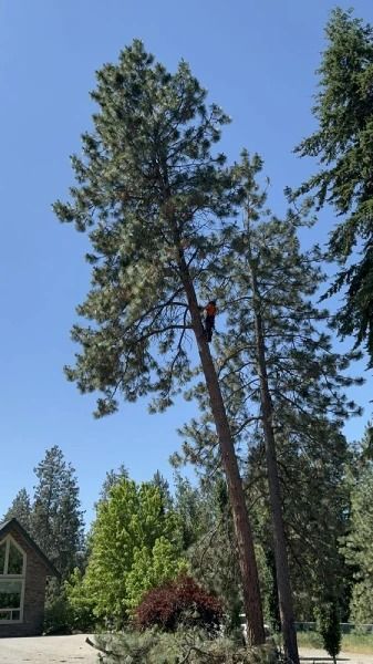 Tall pine trees beside a house under a clear blue sky