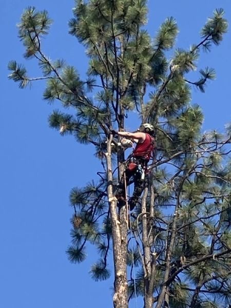 Arborist in red gear climbing a tall pine tree against a blue sky