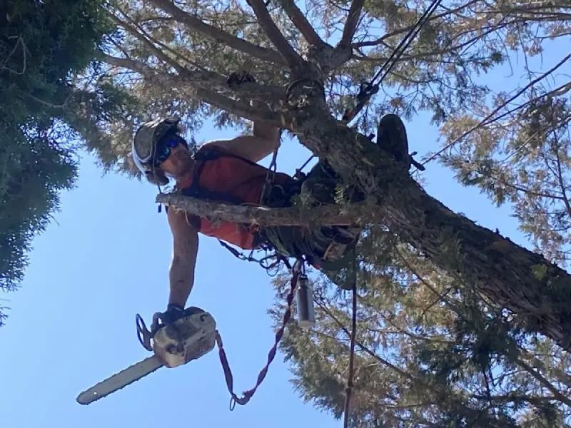 Arborist in a tree cutting a branch with a chainsaw, wearing safety gear and harness.