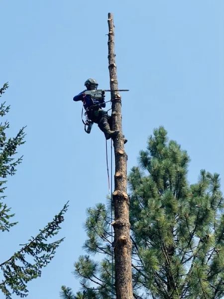 Arborist climbing a tall stripped tree trunk against a blue sky, with pine trees below.