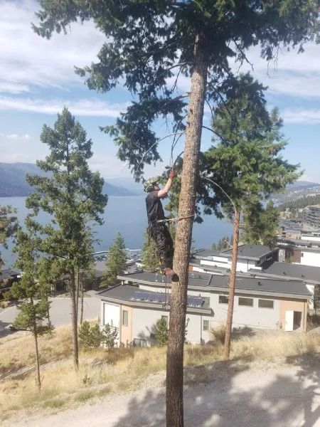 Person climbing a tall tree beside lakeside cabins, with mountains and water in the background