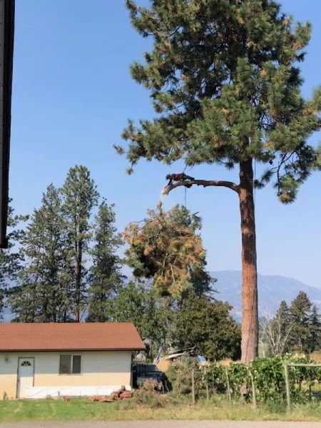 Rural house with red roof beside tall pine trees and mountains under a clear blue sky