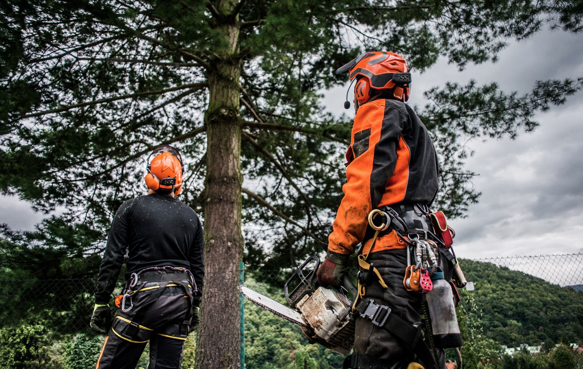 Two arborists in orange safety gear work beside a tall tree in a forested area