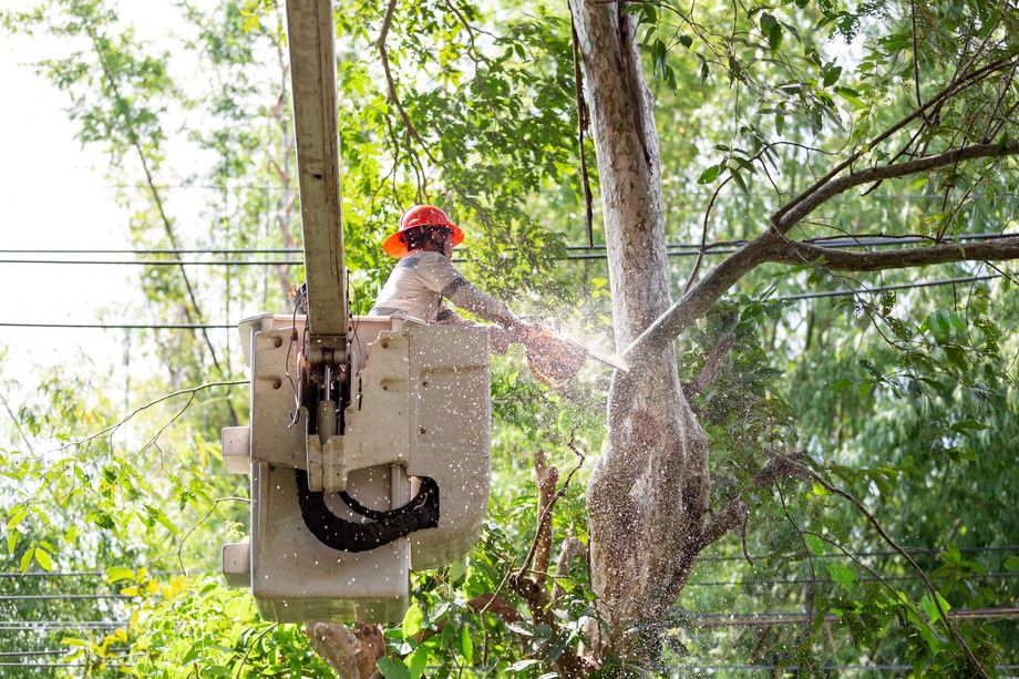 Utility worker trimming tree branches from a bucket lift with a chainsaw, spray of debris around him