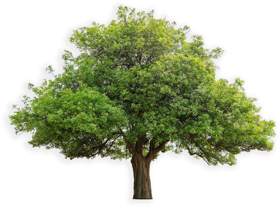 Lush green tree with a broad canopy and sturdy trunk on a white background