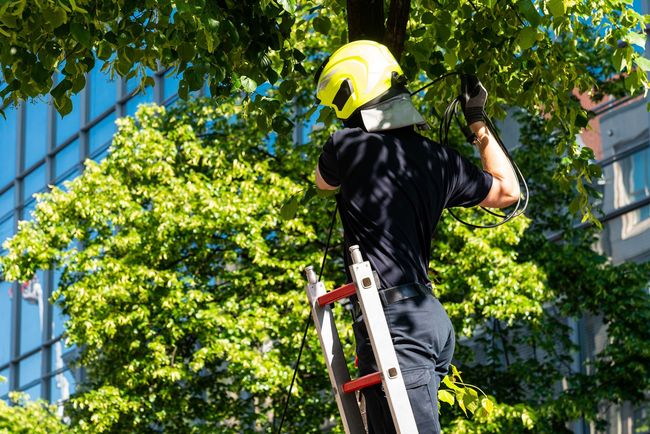 Worker in yellow helmet climbing a ladder near a tree and glass building